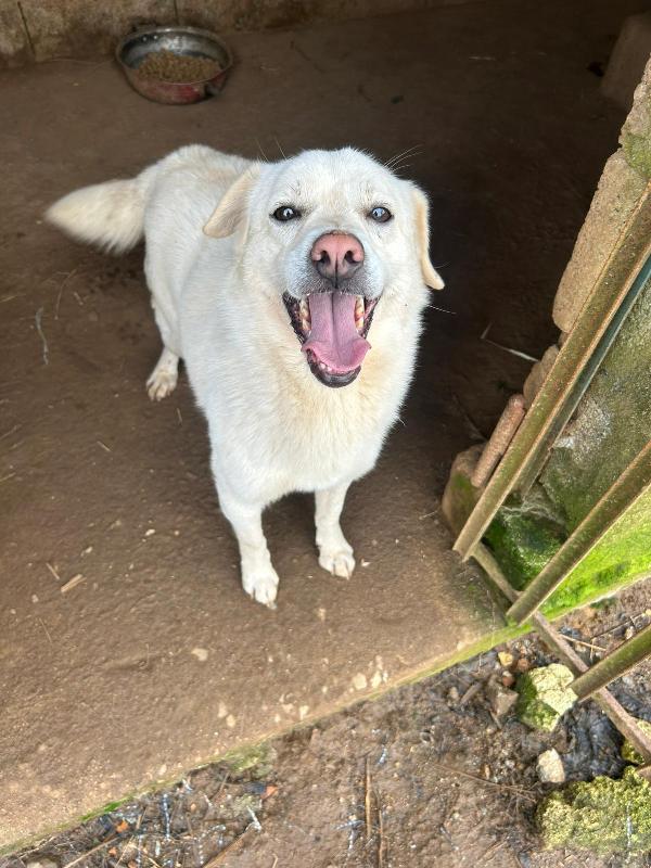 LEO 💤 DAL DIVANO AL BOX 💔 Foto 5